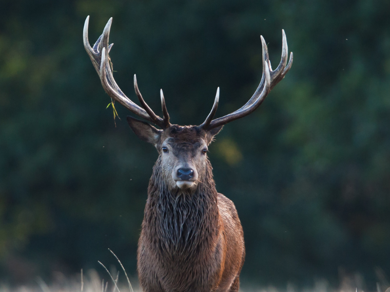 Choose Your Photography Workshops - Deers of New Forest - Wildlife Photography Workshops
