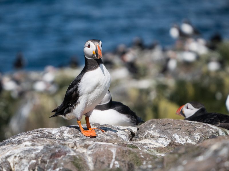 Choose Your Photography Workshops - Wildlife Photography Masterclass – Farne Islands