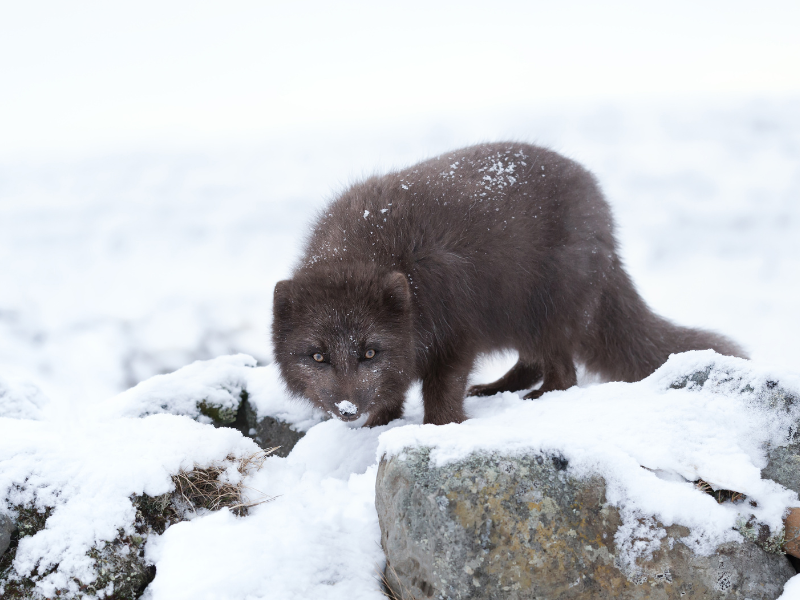 Choose Your Photography - Arctic Foxes – Iceland Photography Tour