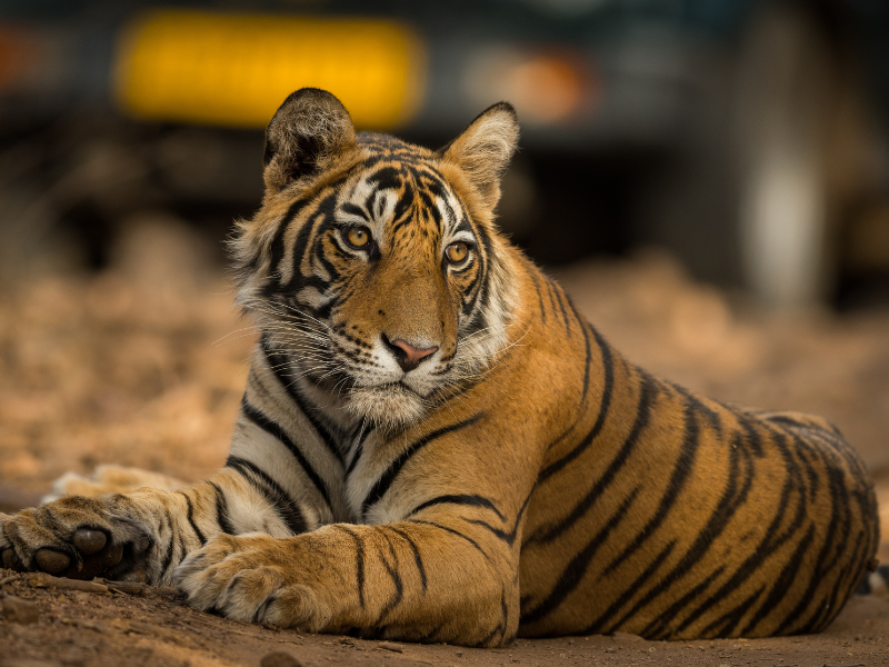 Choose Your Photography Tour - Indian Tiger Photography Tour – India Photography Holiday
