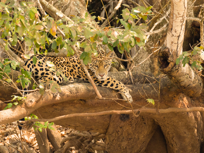 Choose Your Photography - Jaguars of Pantanal – Wildlife Photography Holidays